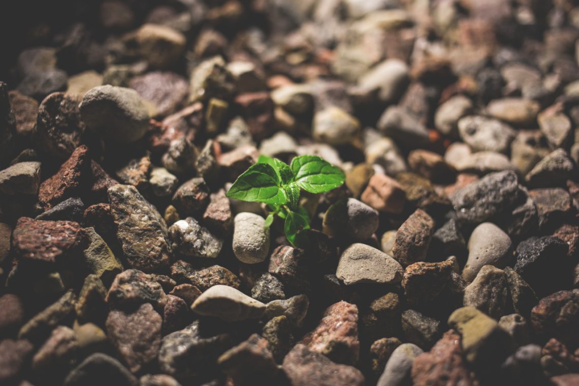 grow