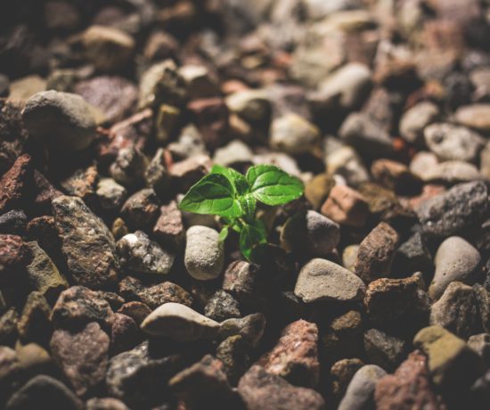 grow